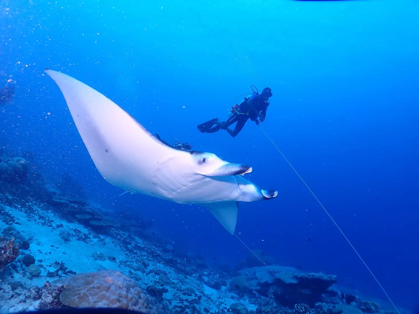 Deep South 10 Night 14 Dive Full Board
