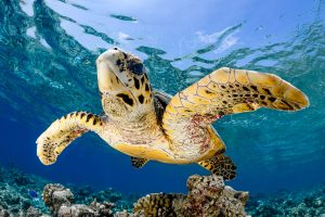 Hawksbill Sea turtle