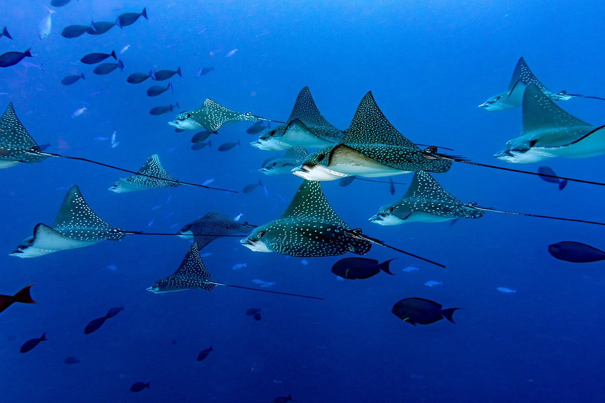 Channel Dives