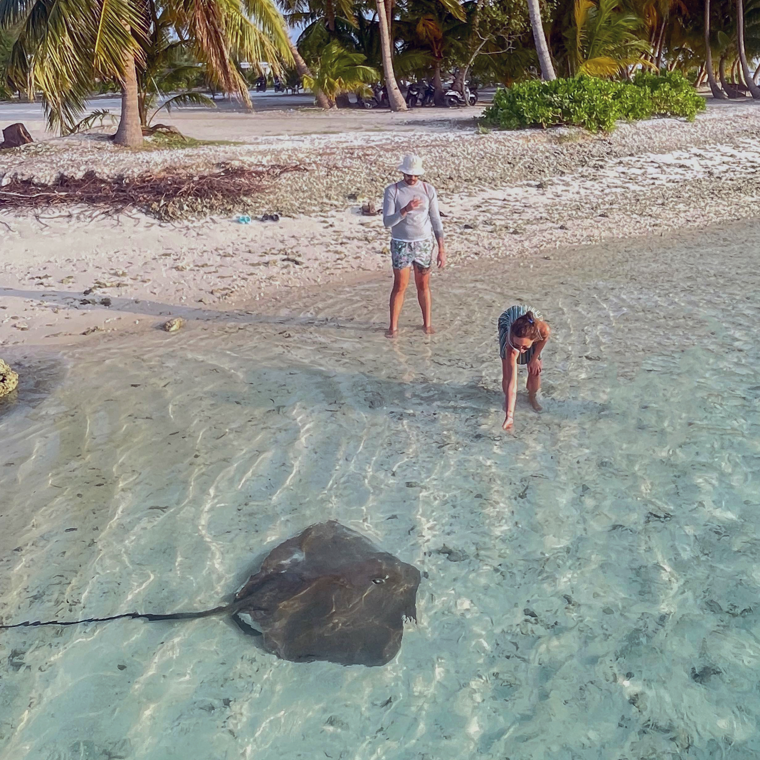 Stingray feeding
