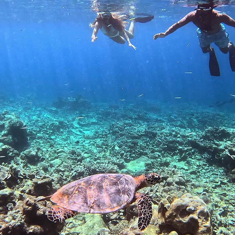 Turtle snorkeling