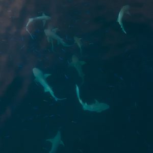 DJI_0849