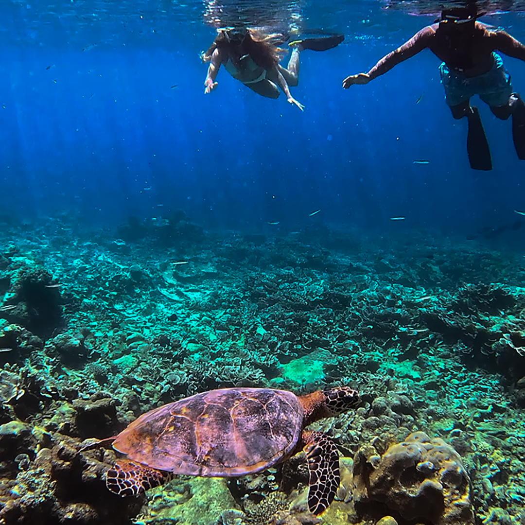 Turtle Snorkelling
