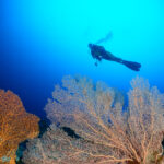Deep South Dive Package