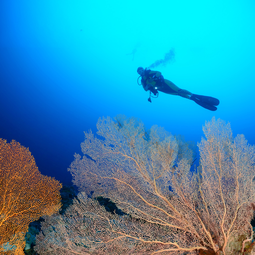 Scuba diving in Addu
