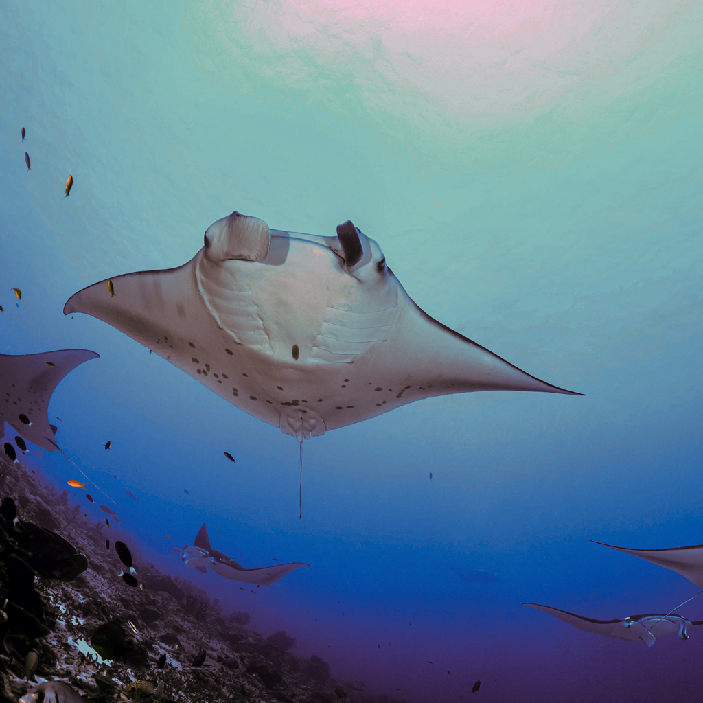 EFXHAG Manta alfredi, Reefmanta at Manta Point and Cleaning Station, Mudakan, Maa Kandu, Maradhoo, Addu Atoll, Maldives, Indian Ocean
