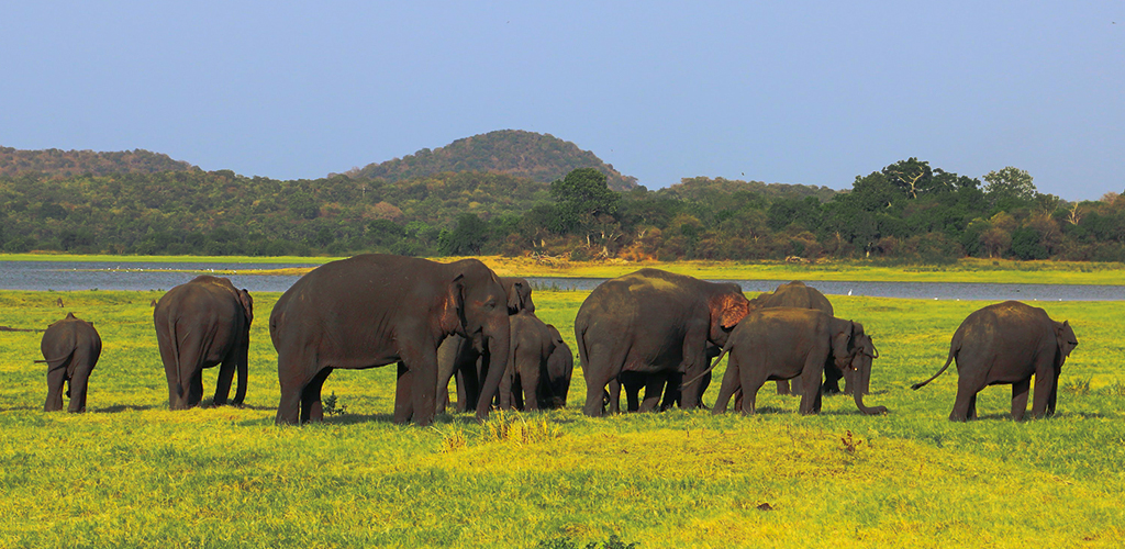 Sri Lanka wildlife safari at Minneriya National Park,