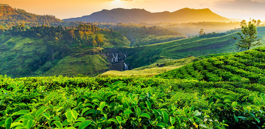 Tea Plantation scene