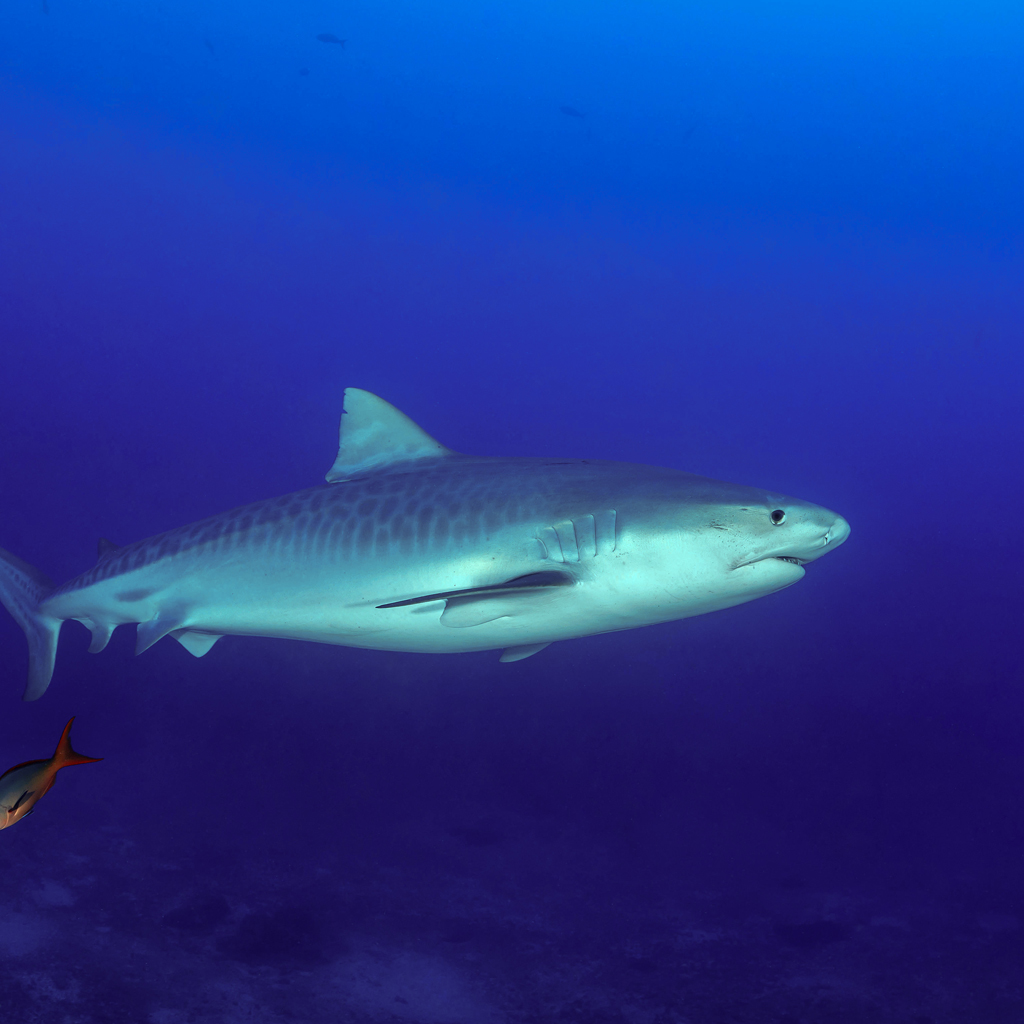KKHADN Galeocerdo cuvier, Tiger Shark, Costa Rica, Cocos Island, Costa Rica, Pacific Ocean