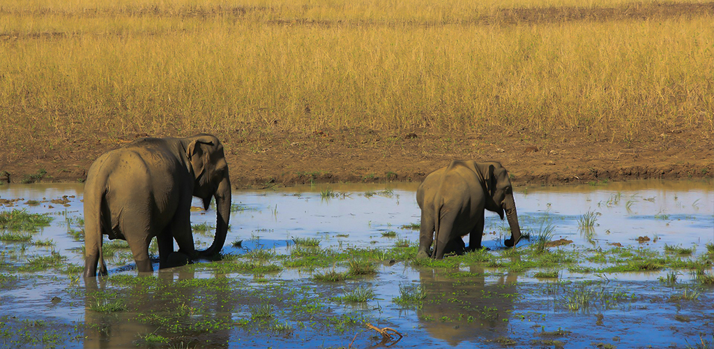 Sri Lanka wildlife safari at Minneriya National Park,