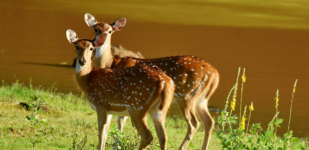 Sri Lanka wildlife safari at Minneriya National Park,